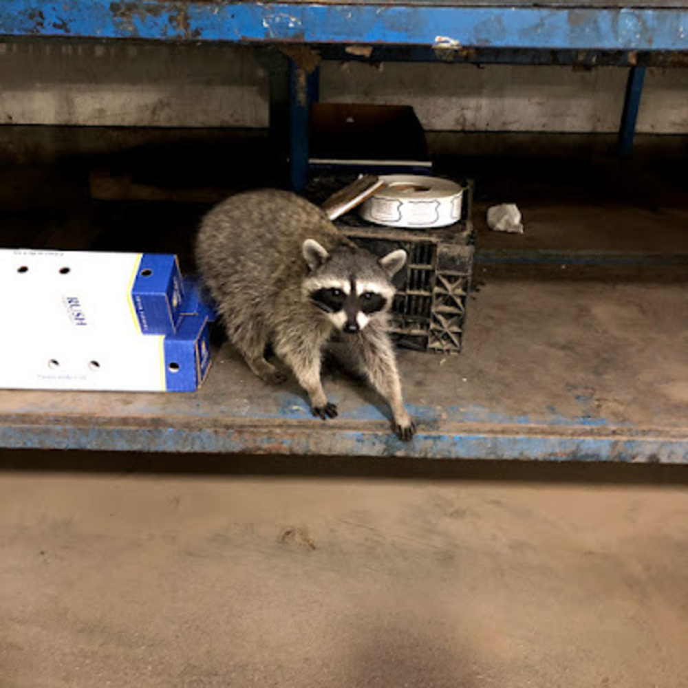 Meet your Posher, Tyson